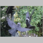 Corvus monedula - Dohle 13.jpg
